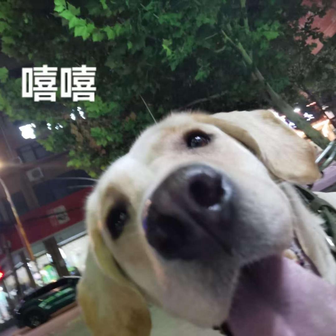 波比大王🐶