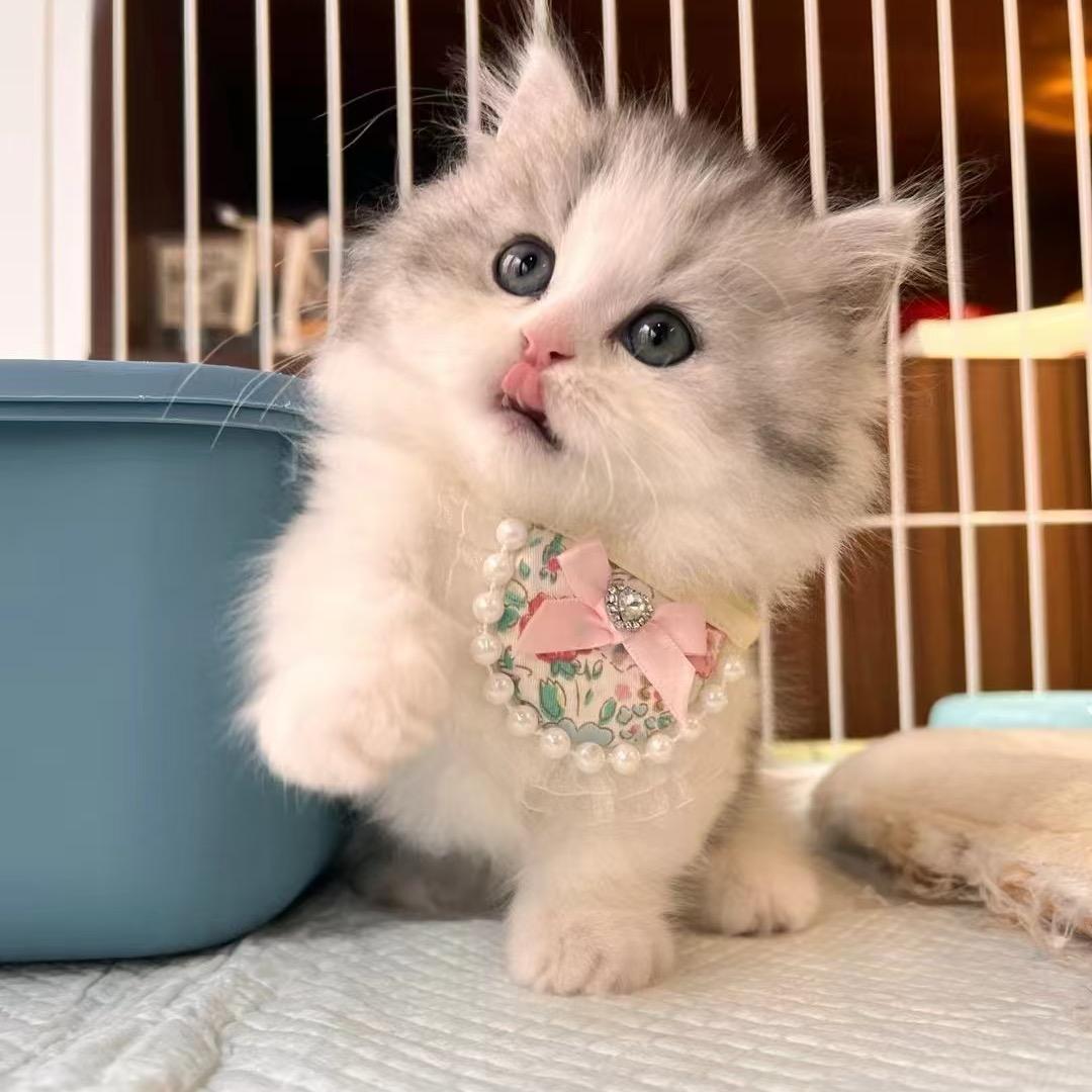 家有3猫1狗的妈咪
