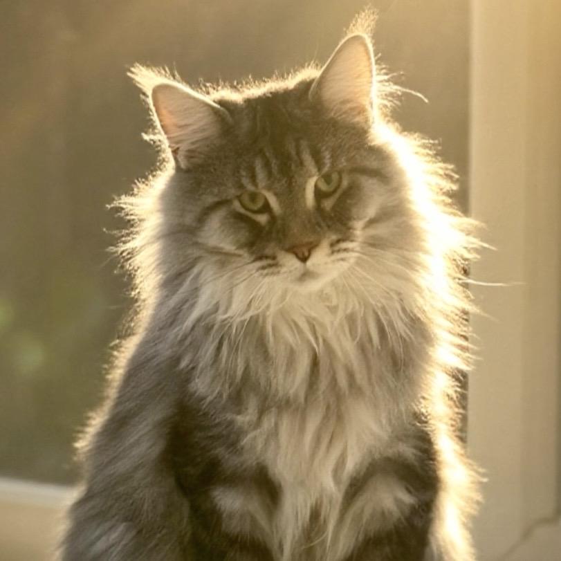 财喜猫桑