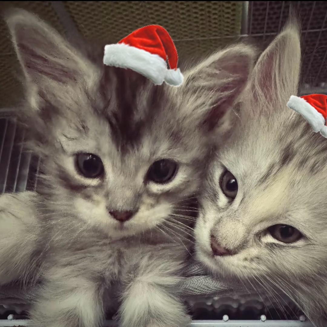 没有什么很喜欢的事