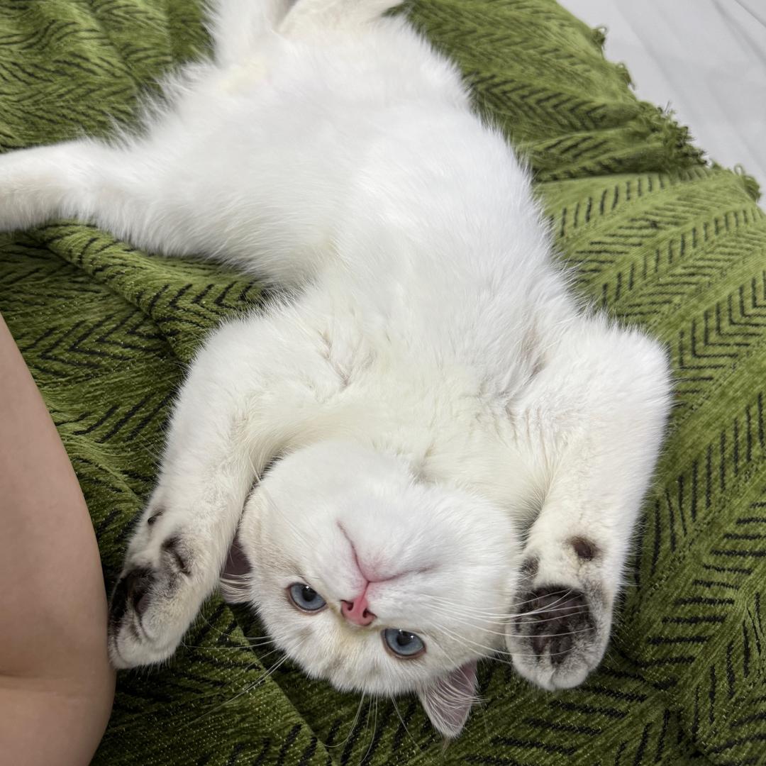 小胖仔爱吃肉🍖