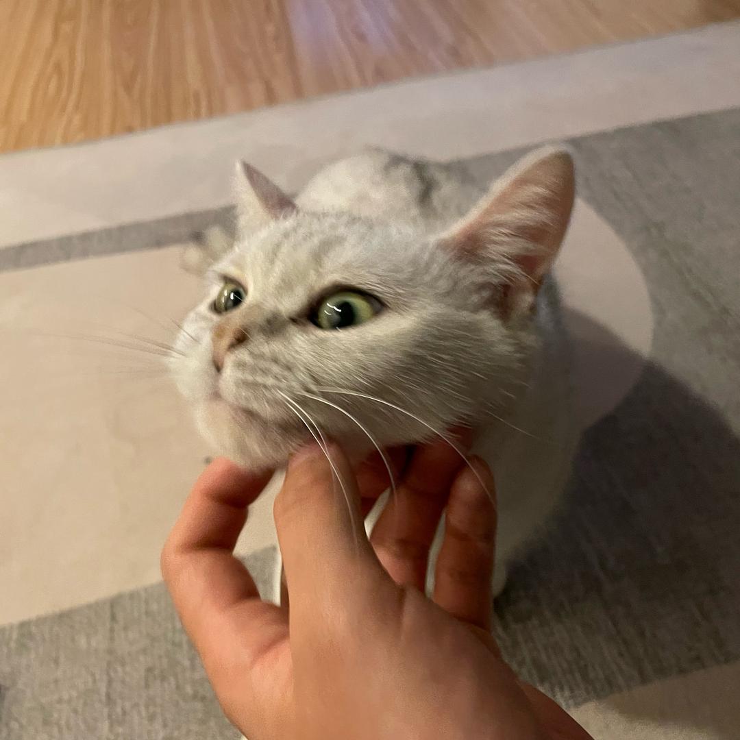 完蛋