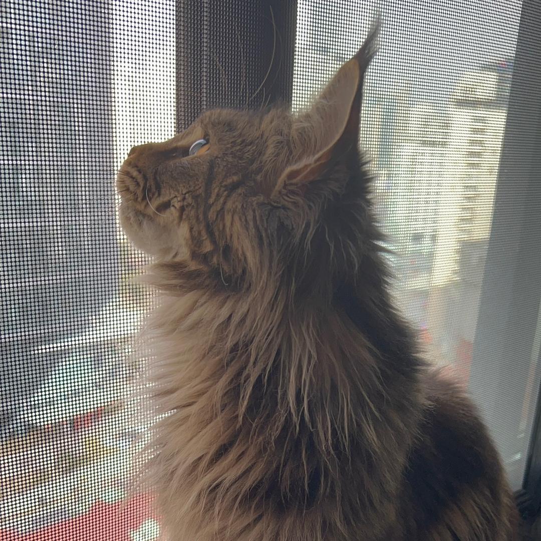 安娜🐈的铲屎官