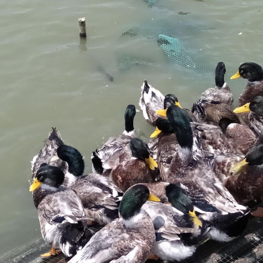 鸿淇商贸创业养殖基地