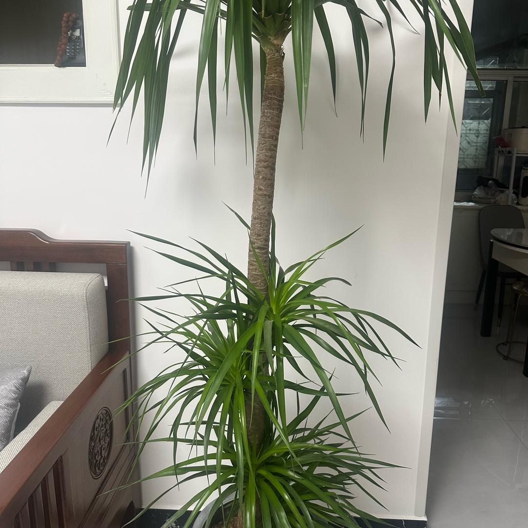 破碎的梦