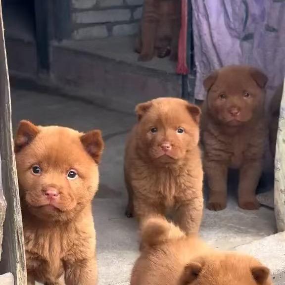 大宇淘犬（中华田园犬）