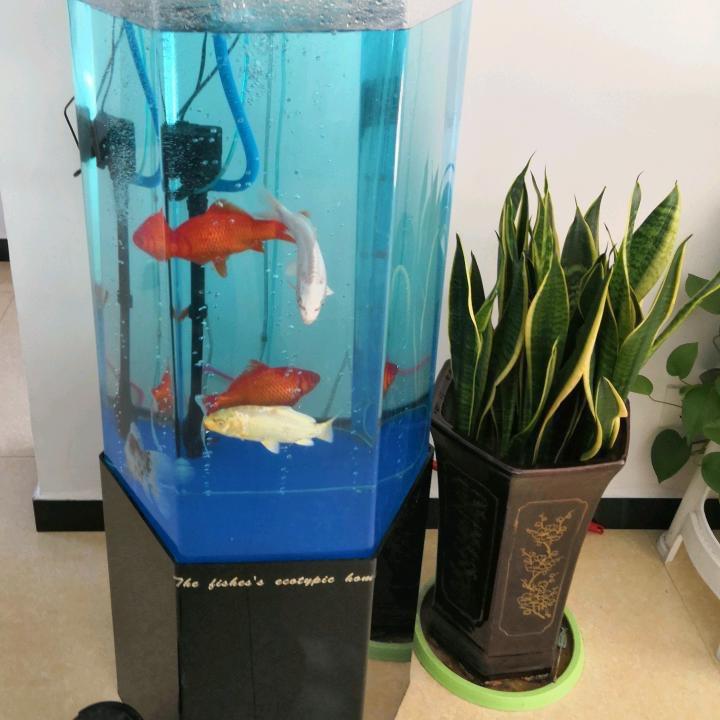 鰱鳙老赵喔吼