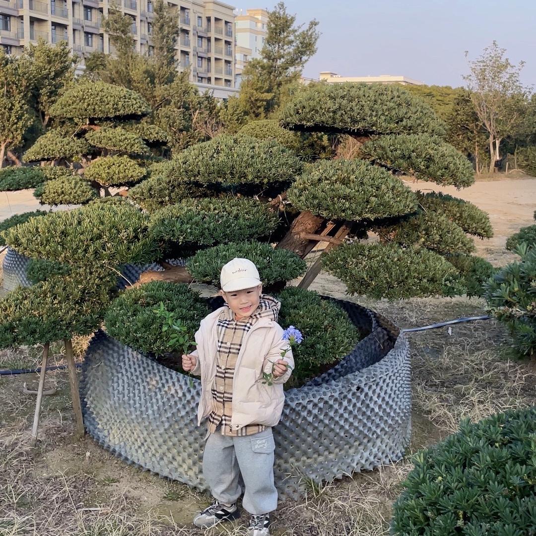 广西北海罗汉松        康泰康园林