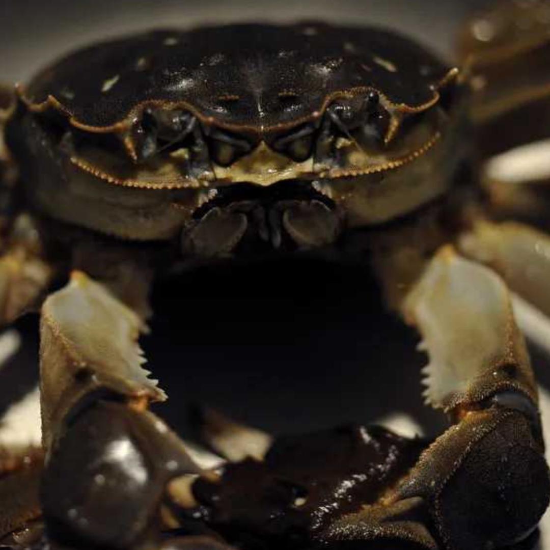 苏北大闸🦀批发