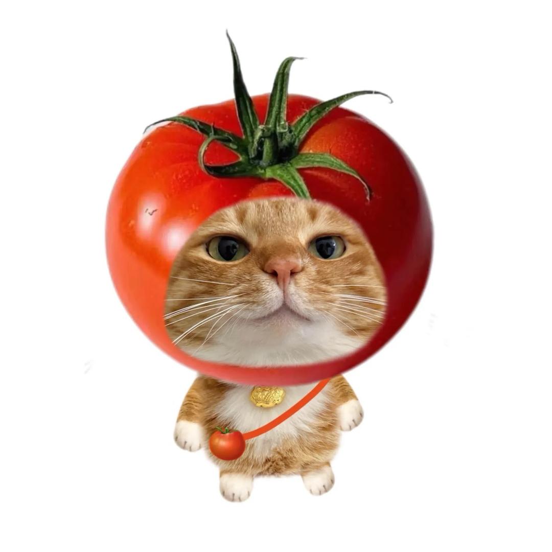 爱吃西红柿🍅