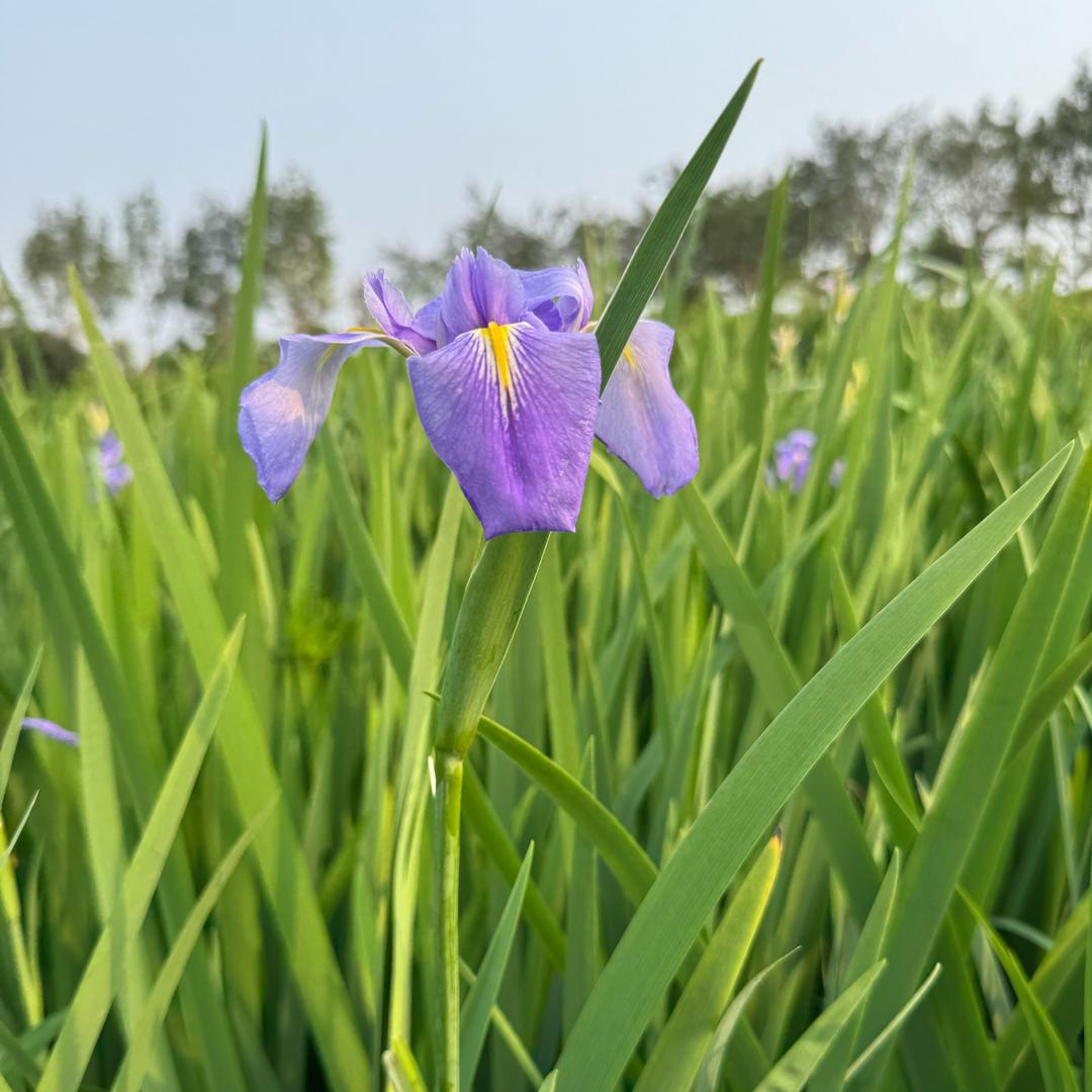 和你一起面朝大海春暖花开
