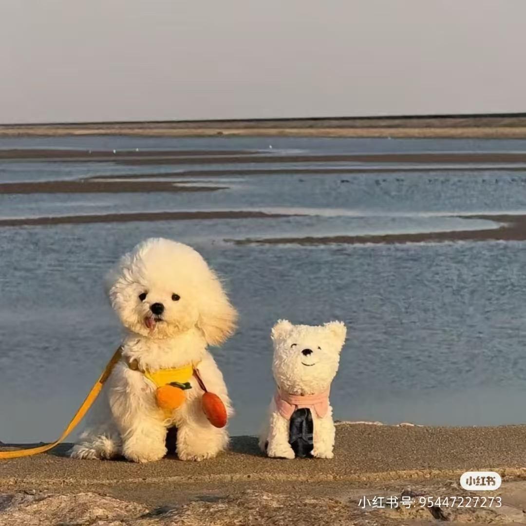 一只小杨梅