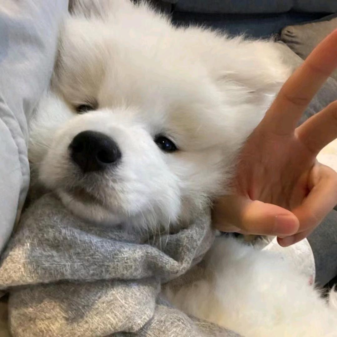 洋参