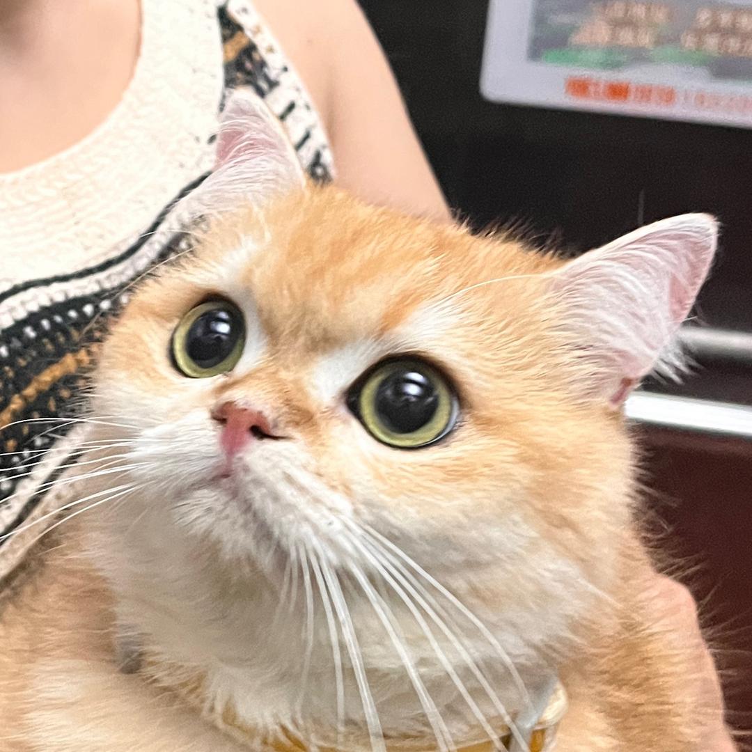 小鹿小个子女装