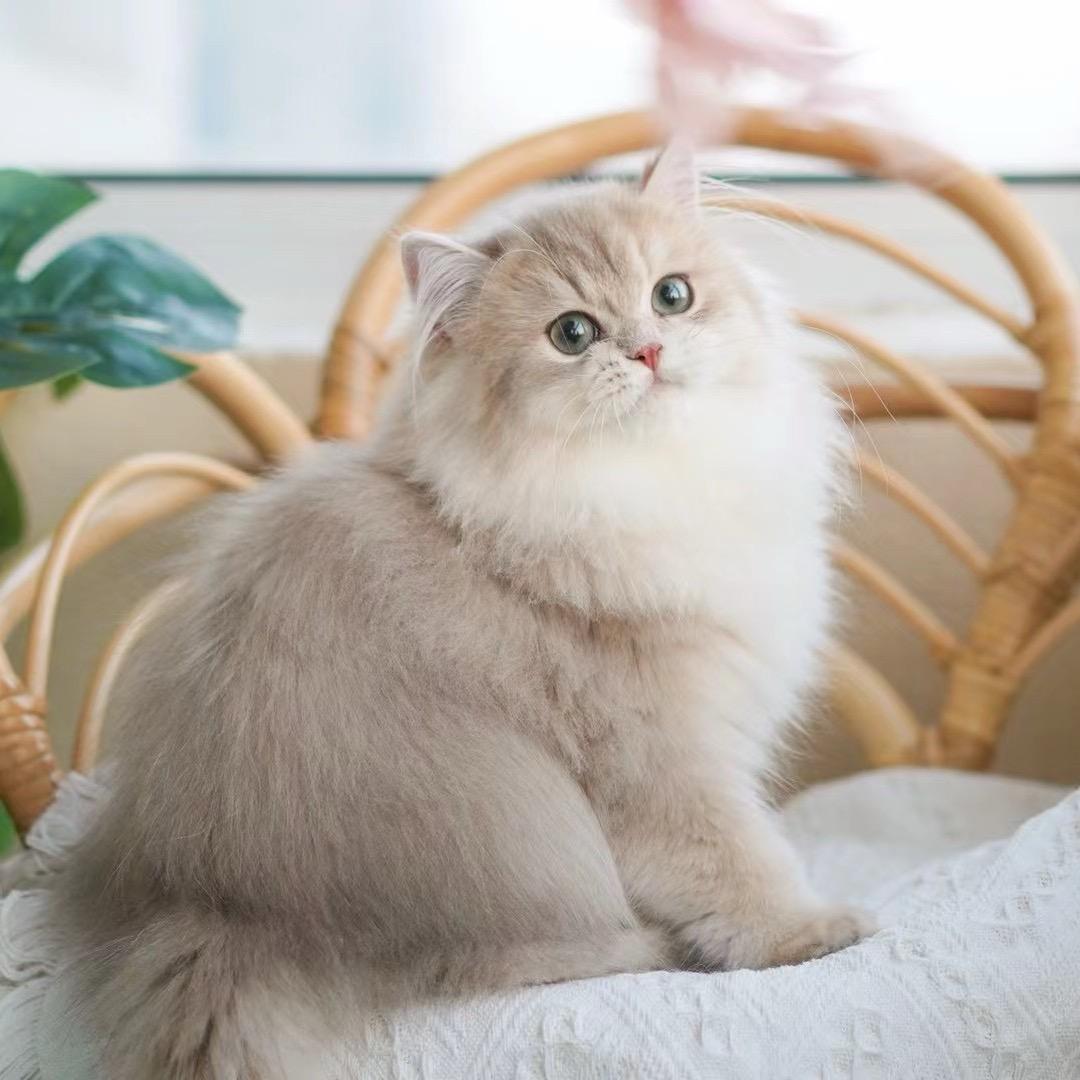 打呼噜的猫🐈稀有色渐层