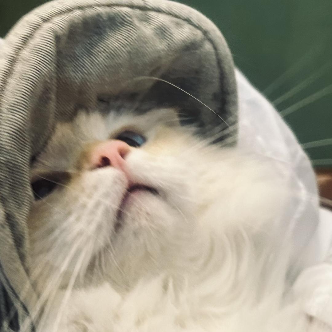帽什么猫