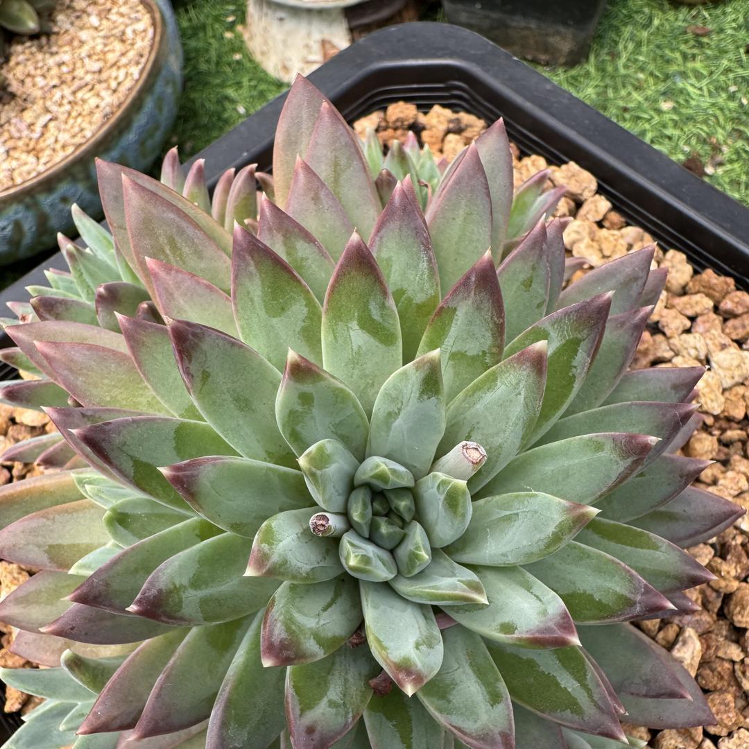 甲多宝花卉园艺