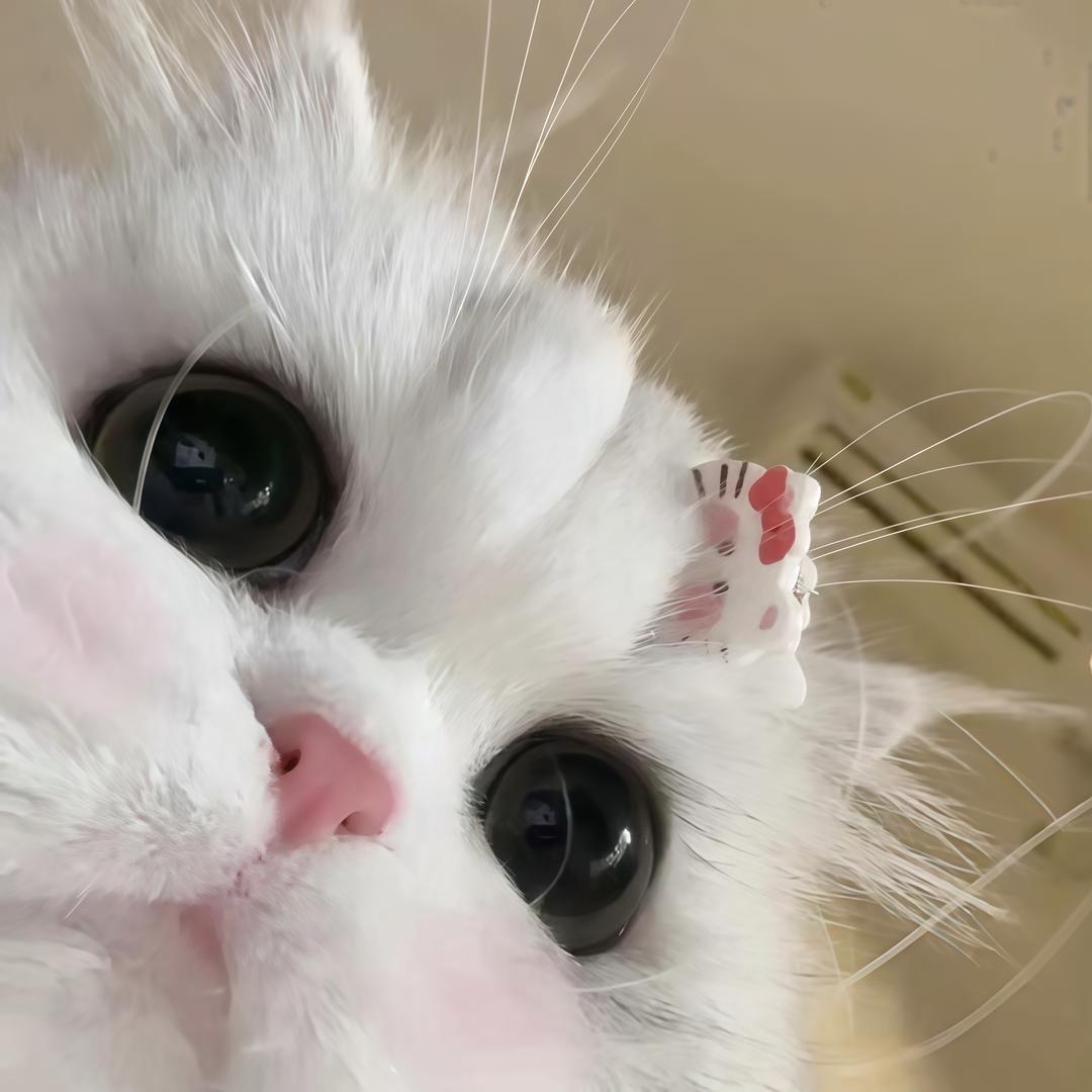 ㅤㅤㅤㅤㅤㅤㅤ小意