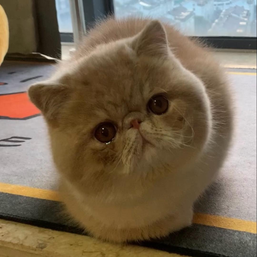 茅台小可爱