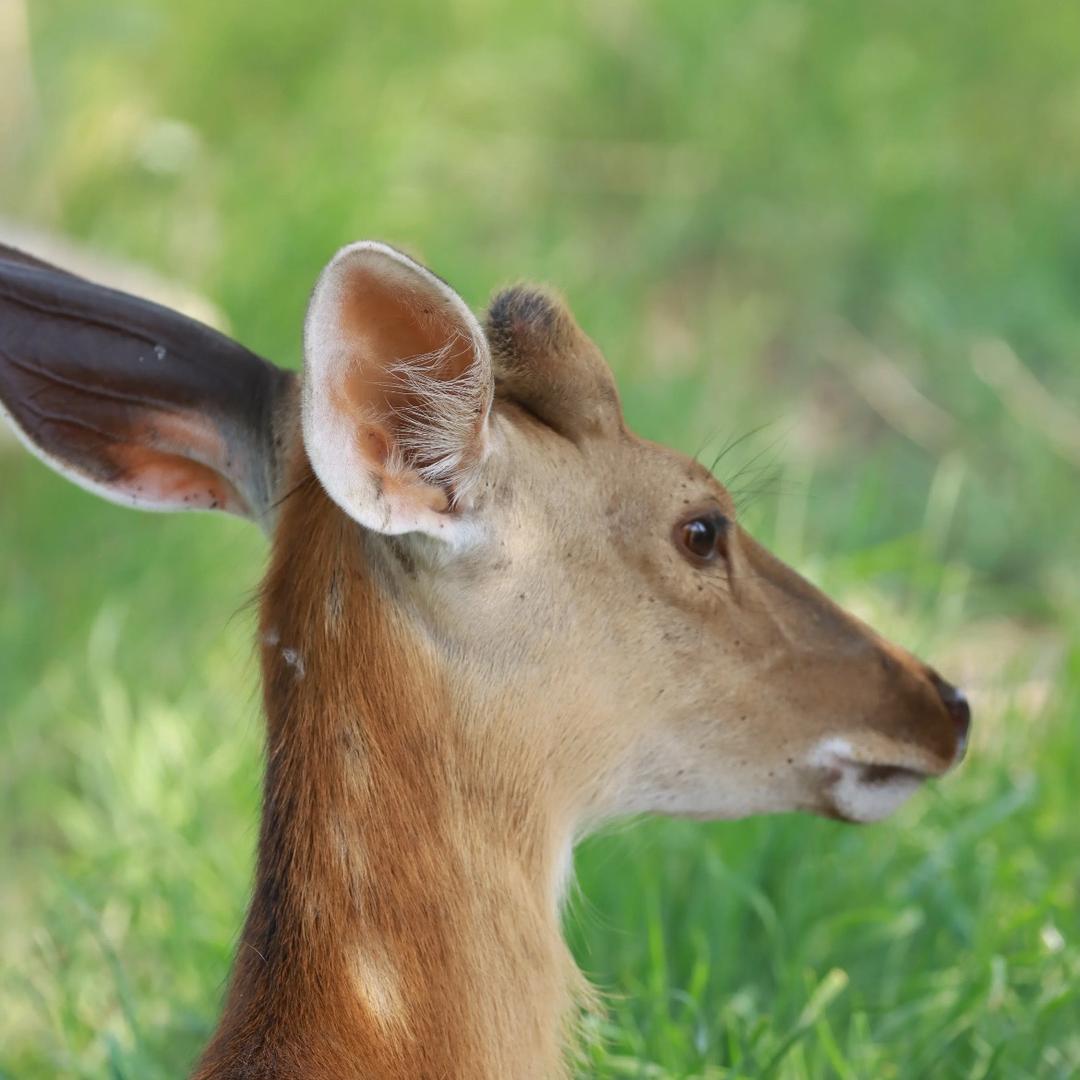 鹿儿🦌