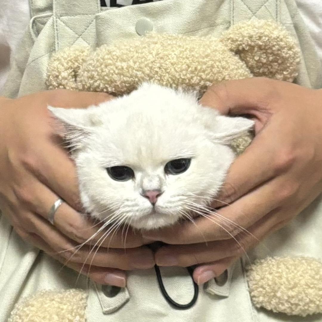 时光的狗狗