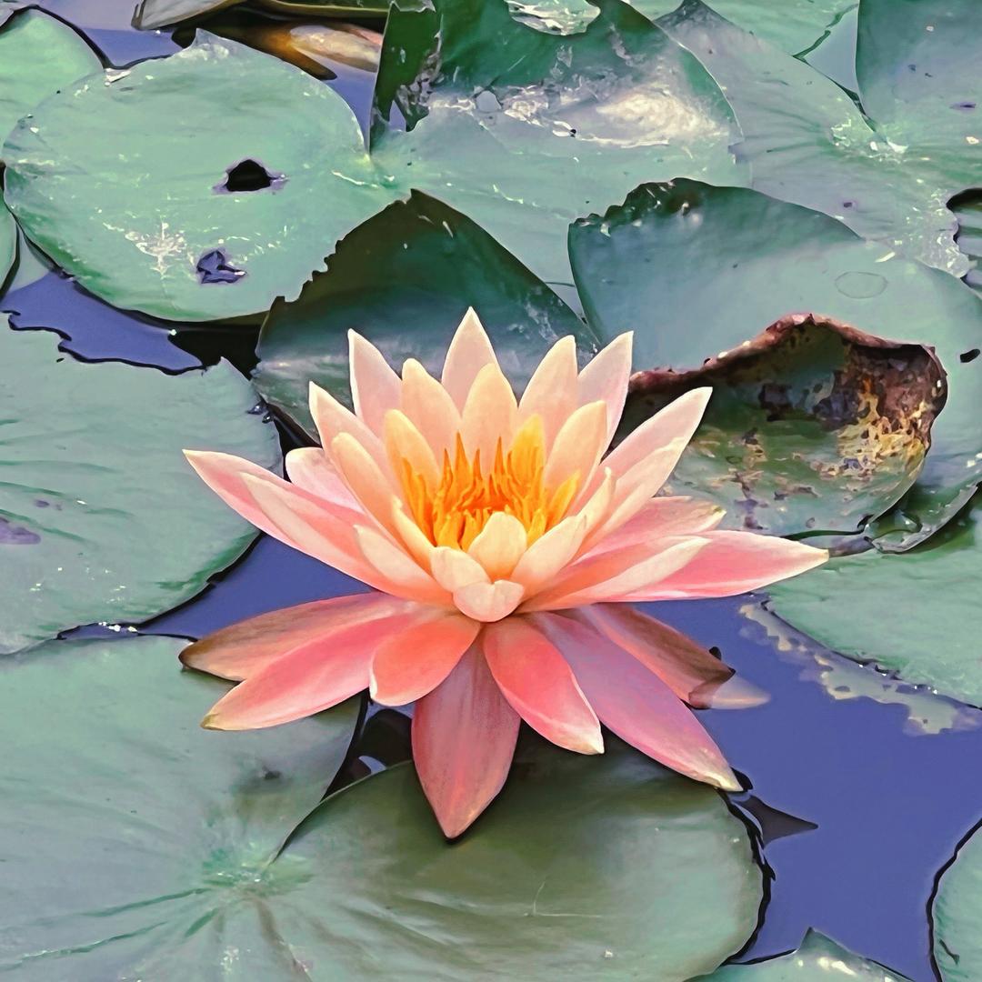 却道天凉好个秋