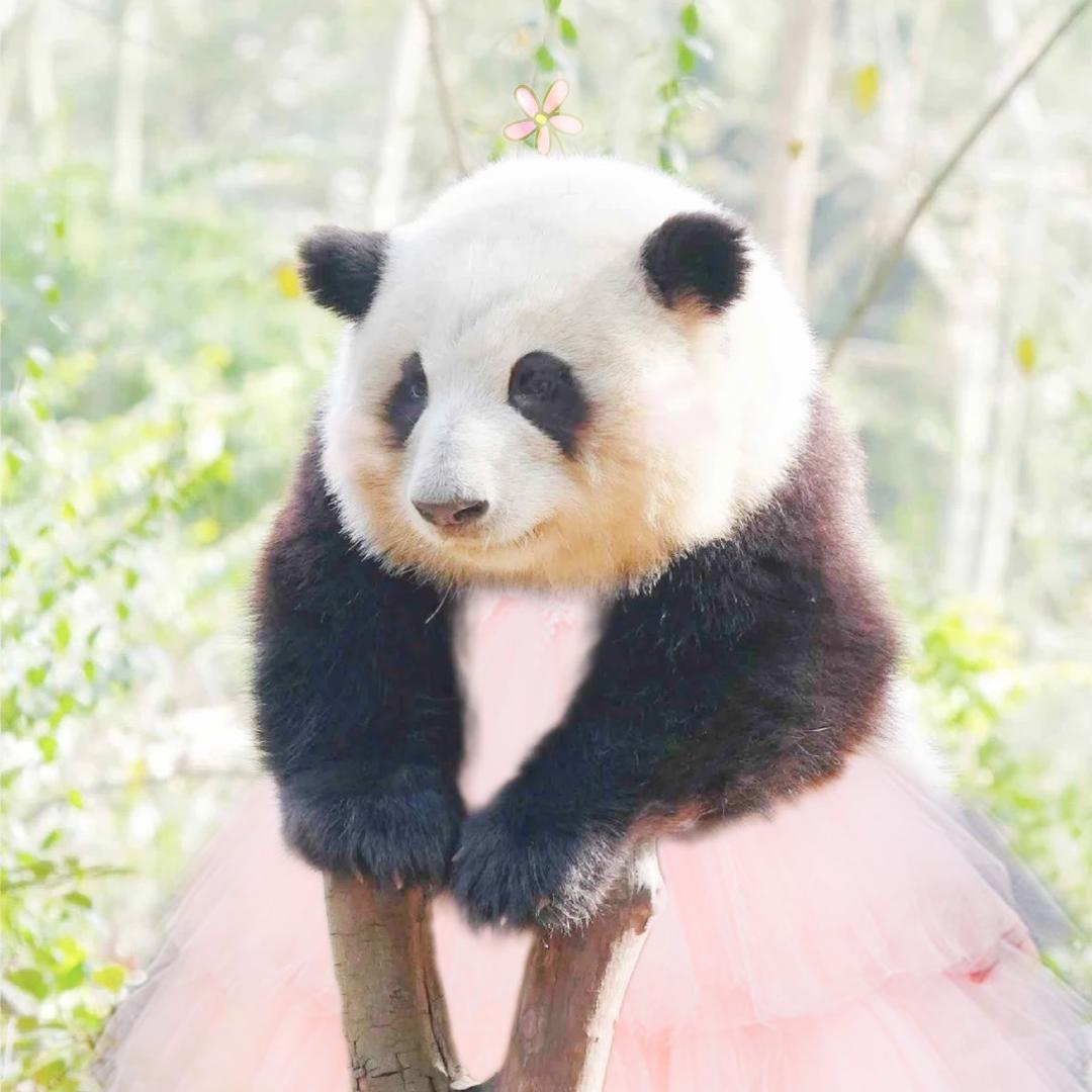 来只大熊猫🐼