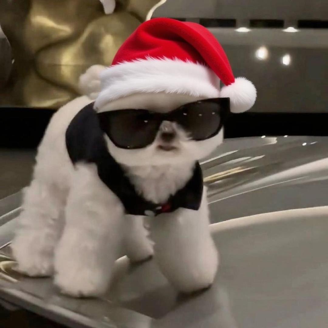 小笨狗🐶