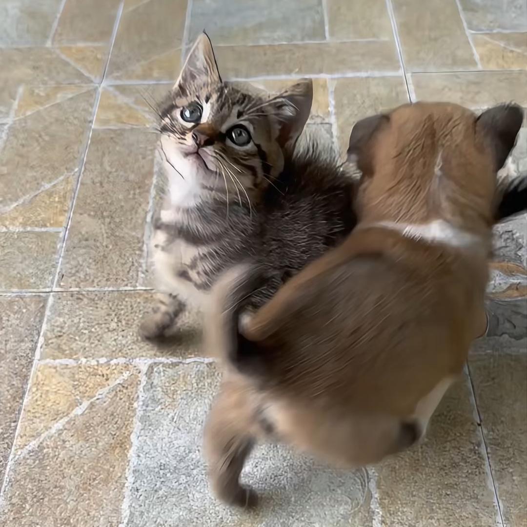 猫狗日记(团团圆圆）