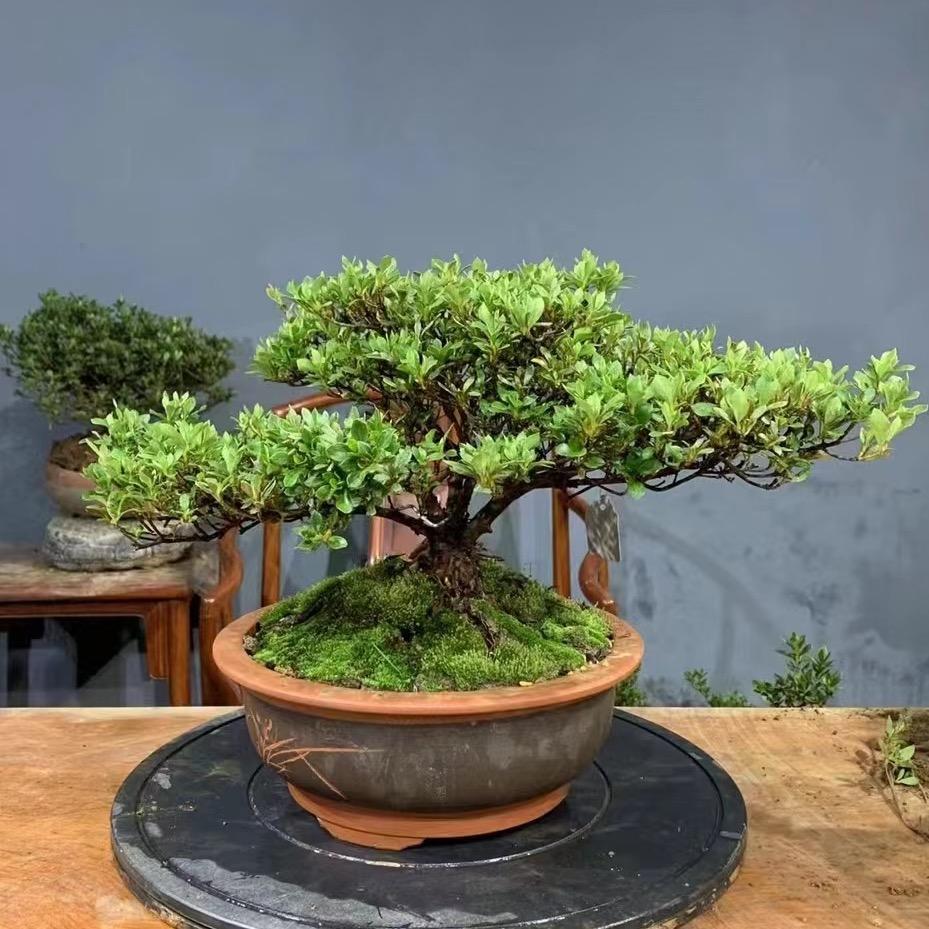 山东日照 瑜景园(地载皋月)