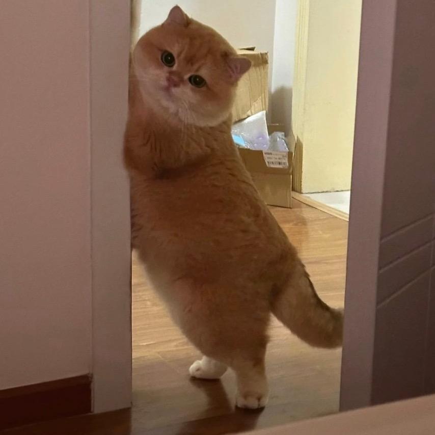 胖胖不能再吃了