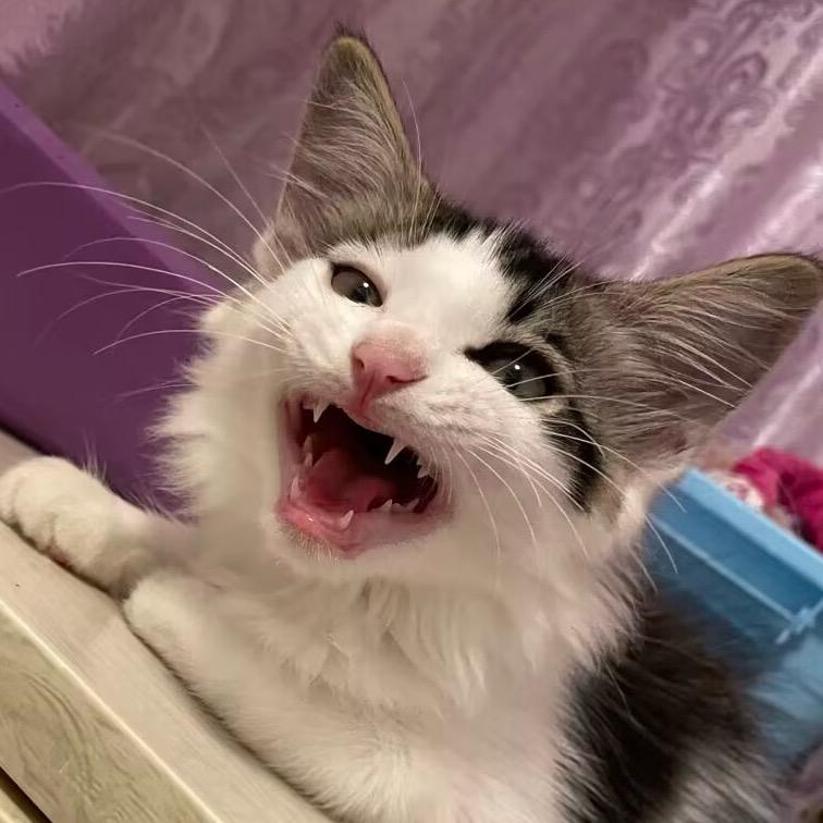 花花是只猫