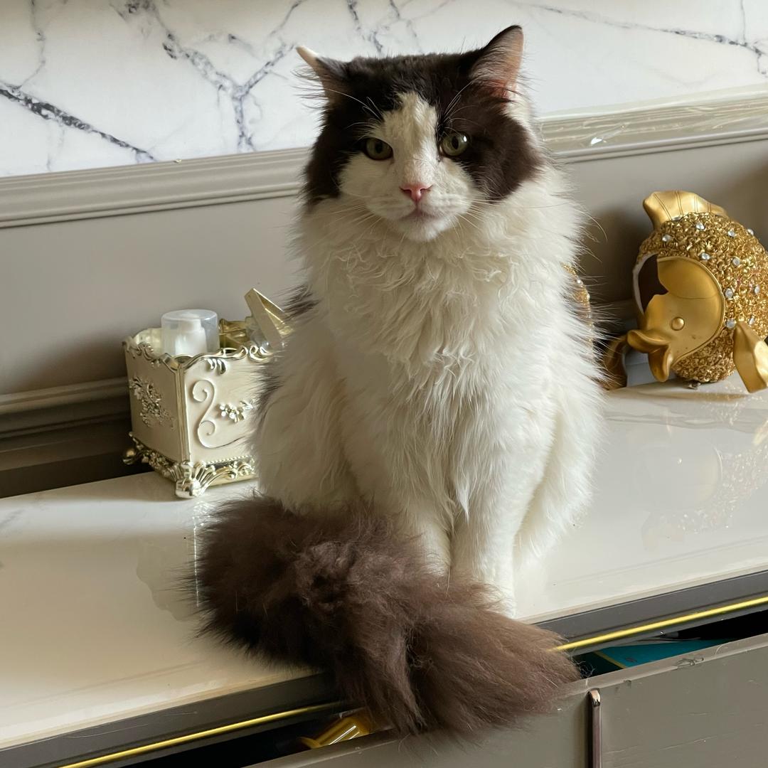 霓虹灯管里的鱼