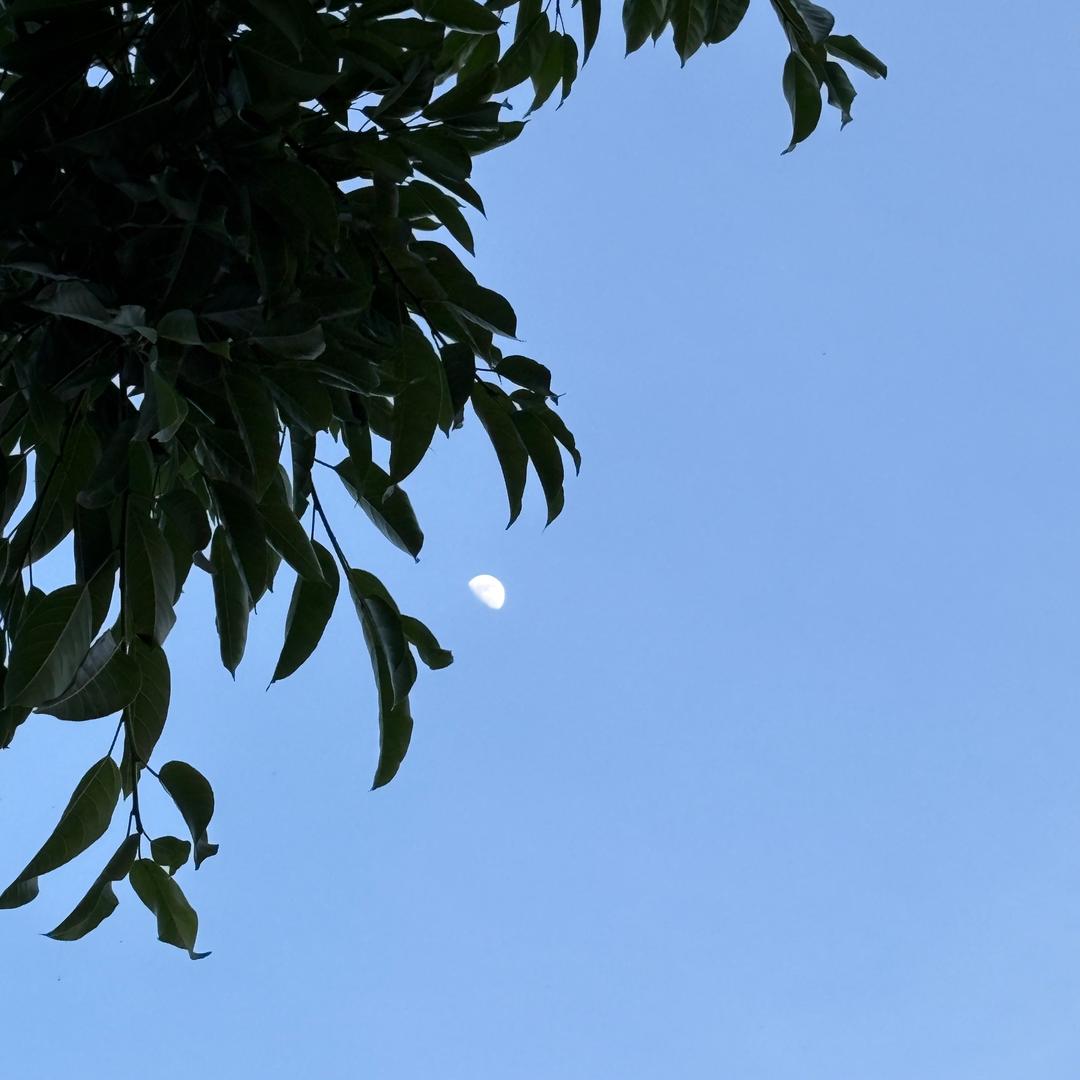 小橘子🍊