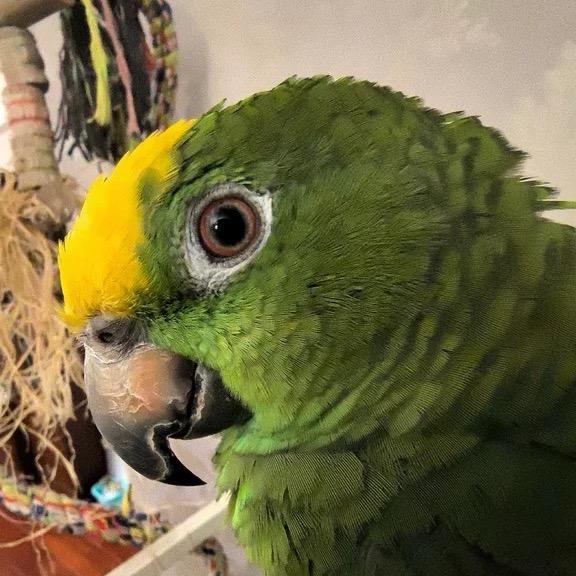 瑶瑶鹦鹉🦜