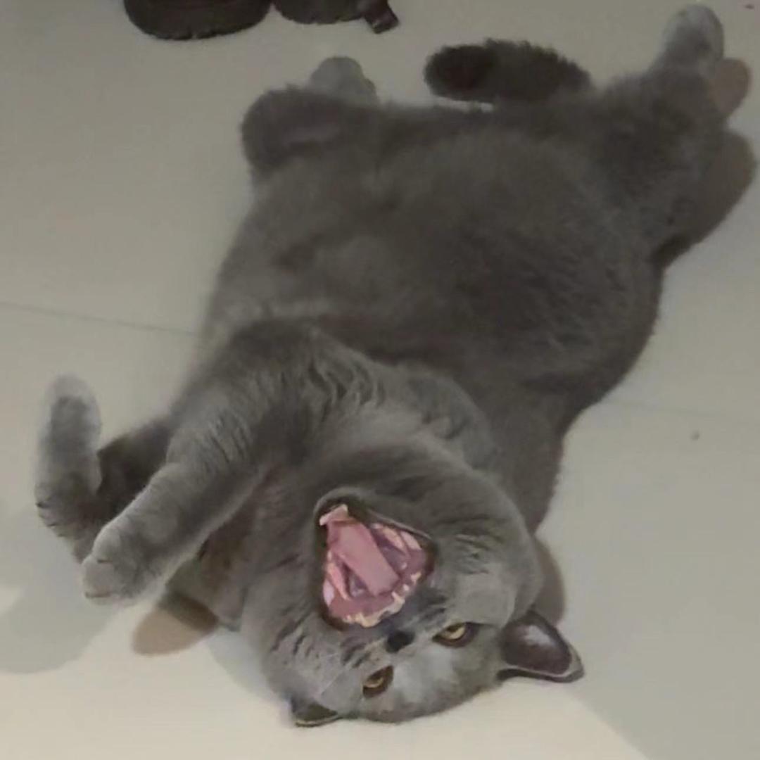 国家二级保护沙雕