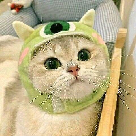 我家猫会后空翻。