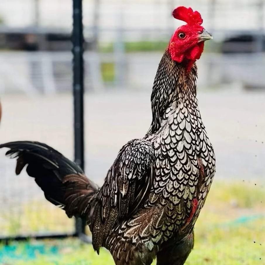 ฟาร์มเสี่ยวห่าว