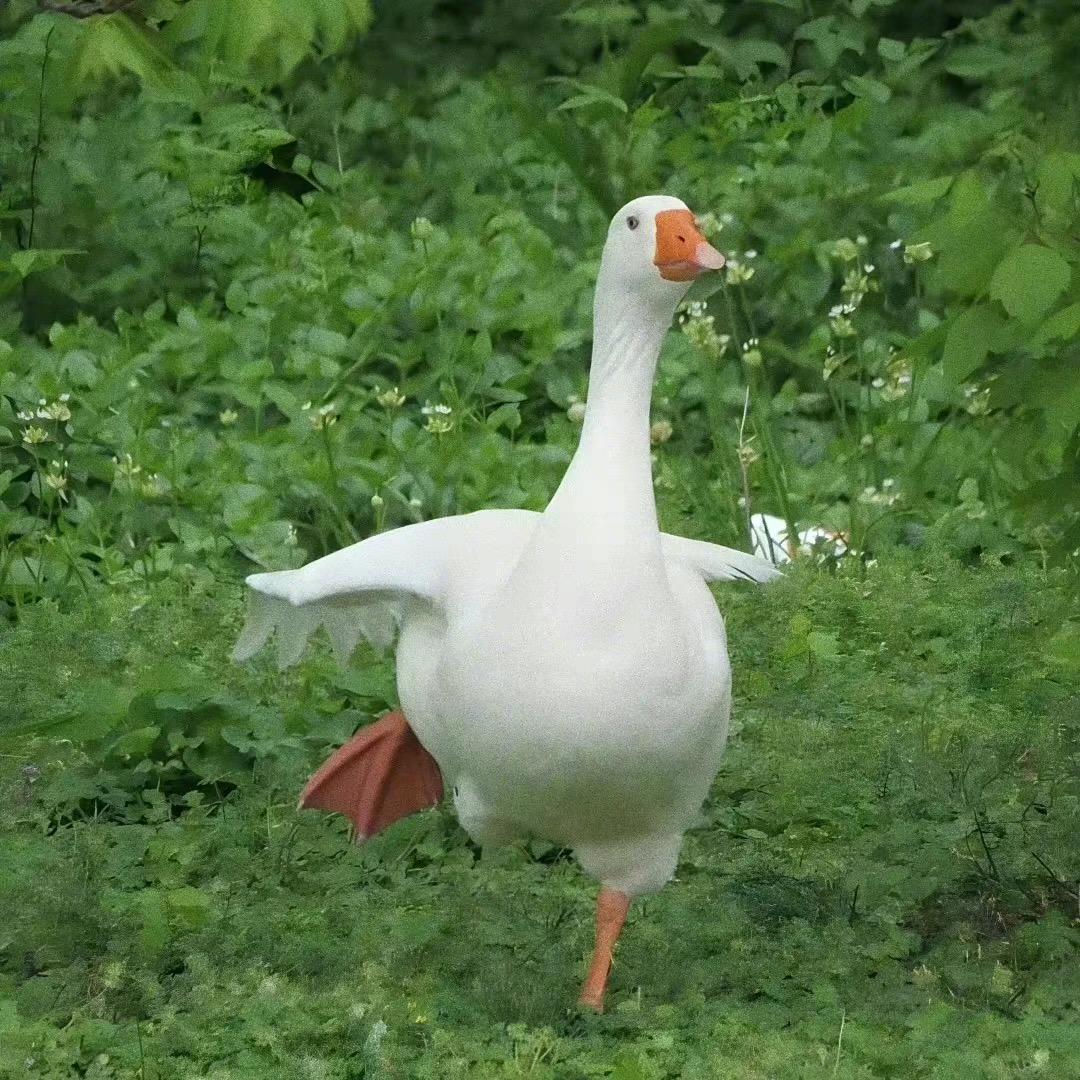 夏杪(miǎo)