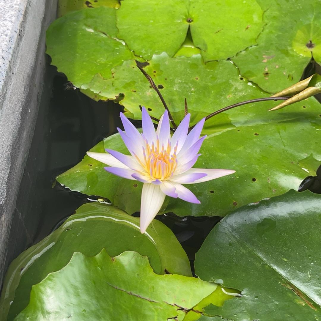劫富济贫