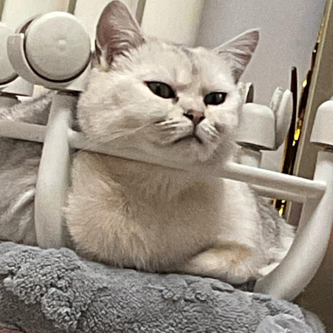 一个粽子（生米）