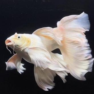百晟蝴蝶鲤