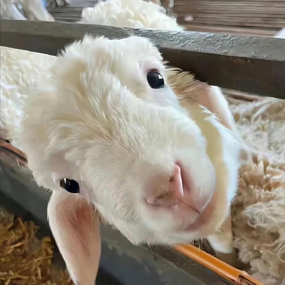 无敌抽象纯情忧郁虚弱老登爱上性感疲惫老奶