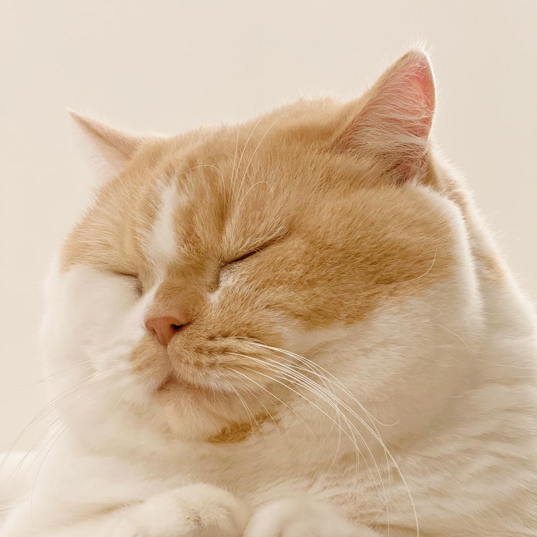 小猫哩