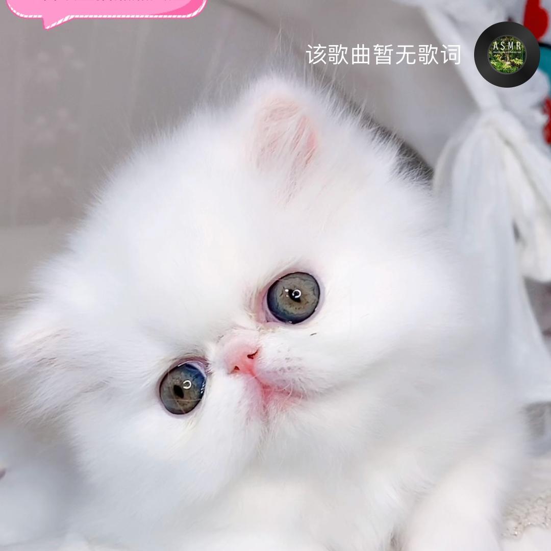 萌萌