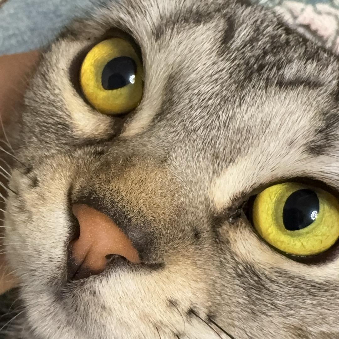 暴走柠檬🍋