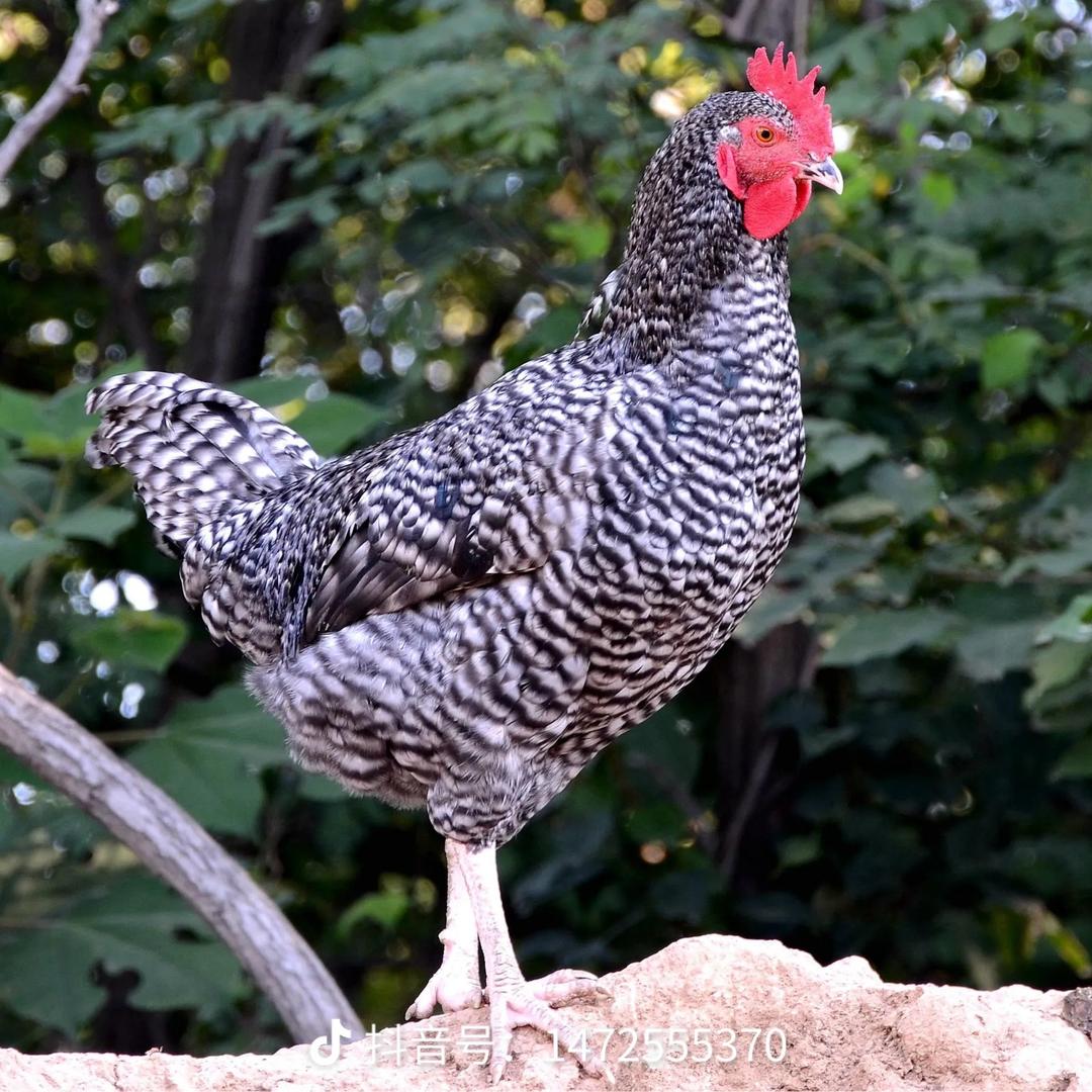 sunyang7779