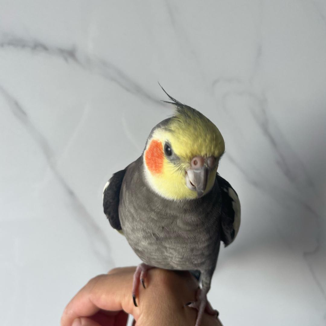 张墨墨（黏人的小妖精）