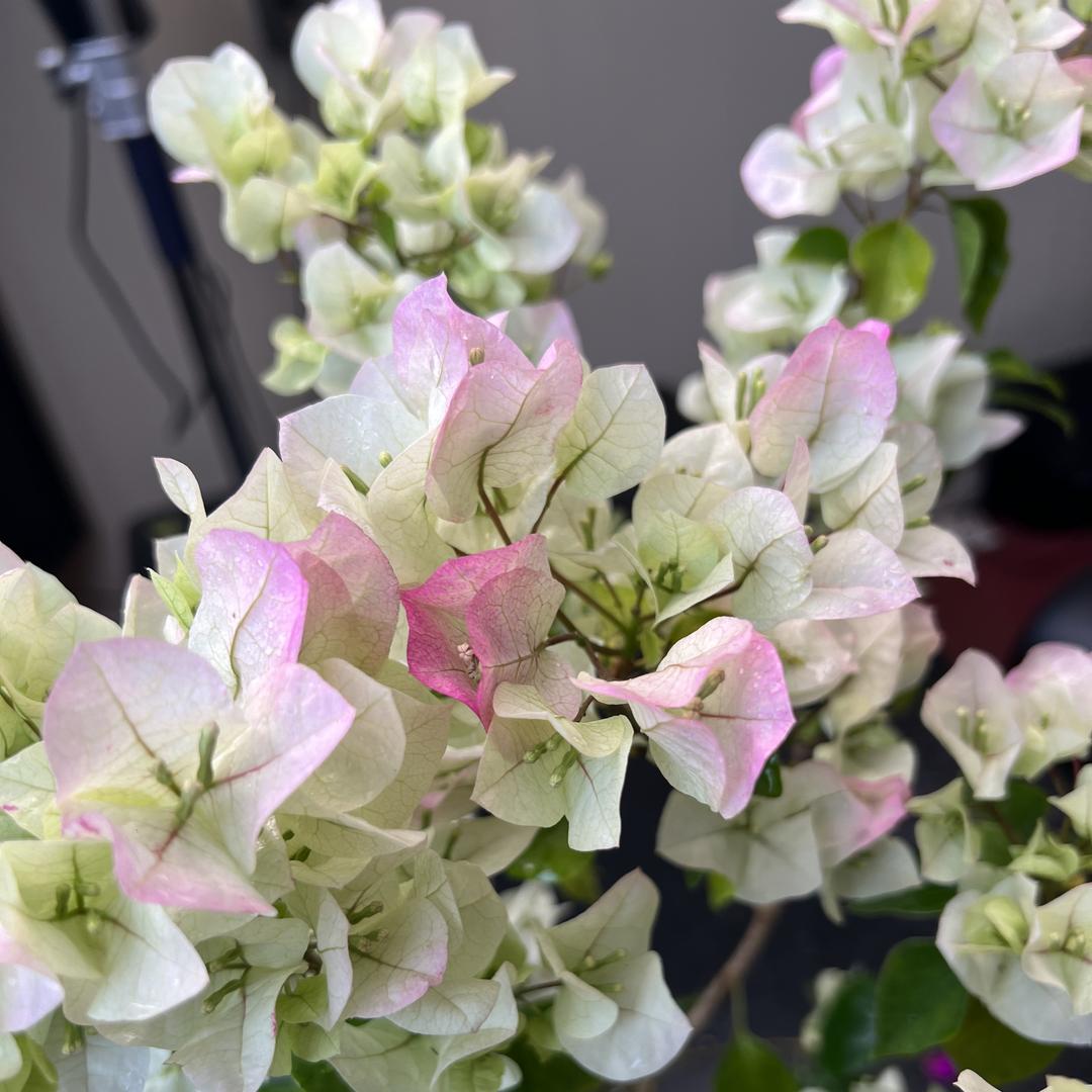 可言花艺小铺