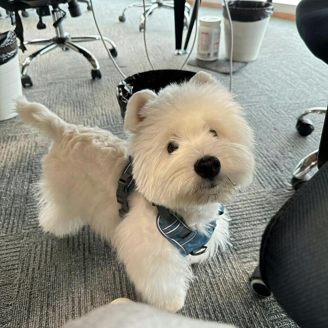 不知名小蛇